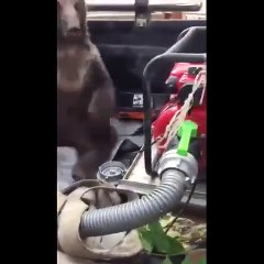 Düzce'nin Yığılca ilçesinde acı bal üretimi yapan arıcıların kovanlarındaki balı yiyen ayı bayıldı.