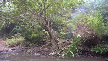 Camp On Tree, Solo Camping In The Forest
