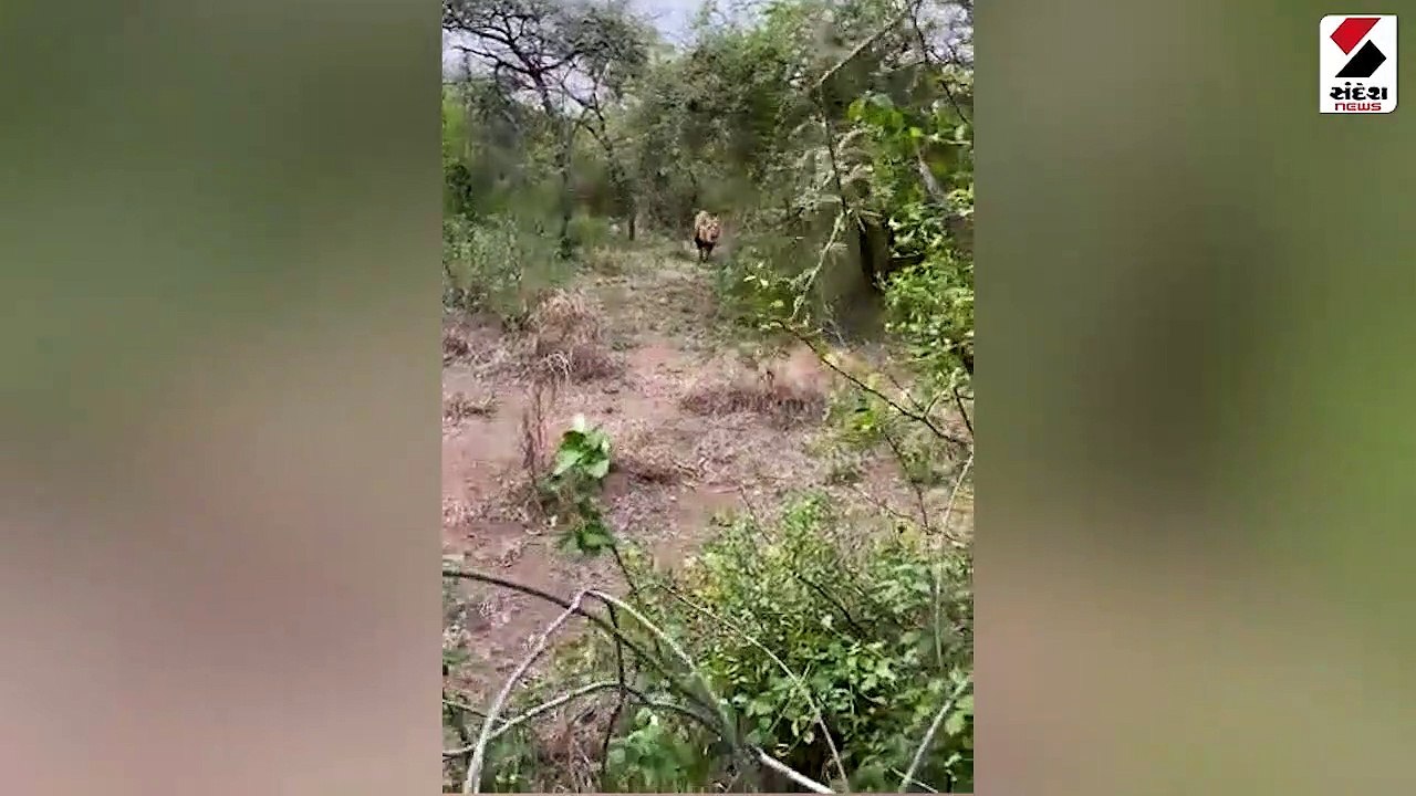 વિશ્વ સિંહ દિવસના 1 દિવસ બાદ સિંહની પજવણી શરૂ