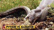 Incredible Battles Involving Large Snakes