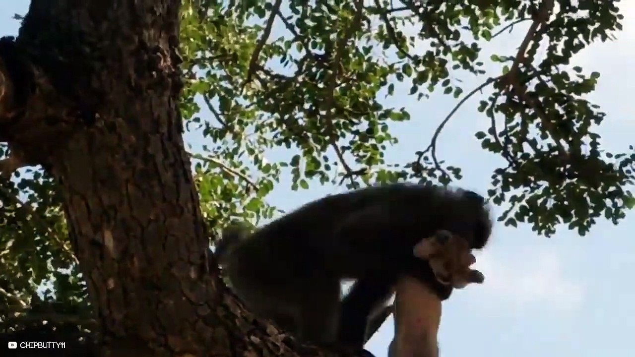15 Times Baboons And Lions Take The Stage