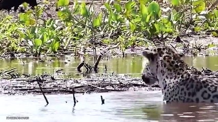 14 Magnificent Hunting And Chasing Moments By Wild Animals