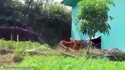 Vicious Moments Of Desperate Wild Dogs Taking Down Animals Savagely