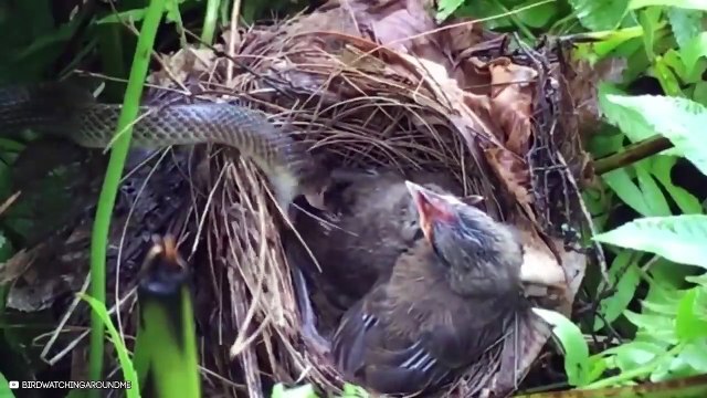 Daring Wild Animals Saving Other Animals From Their Predators