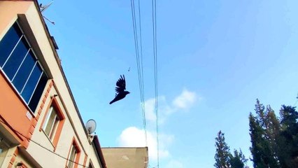 Bursa haberi | Bursa'da elektrik tellerine asılı kalan karga böyle kurtarıldı
