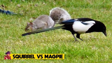 How Squirrels Hunt And Survive In The Wild