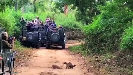 Moments Of Weasels And Martens Being Straight Up Savages