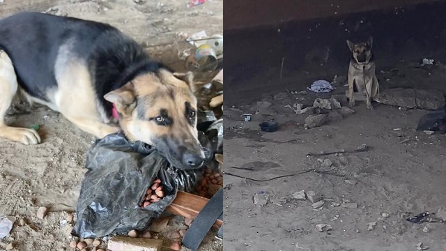 'Abandoned German Shepherd cooperates with rescuer to escape a canal '