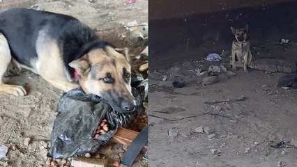 'Abandoned German Shepherd cooperates with rescuer to escape a canal '