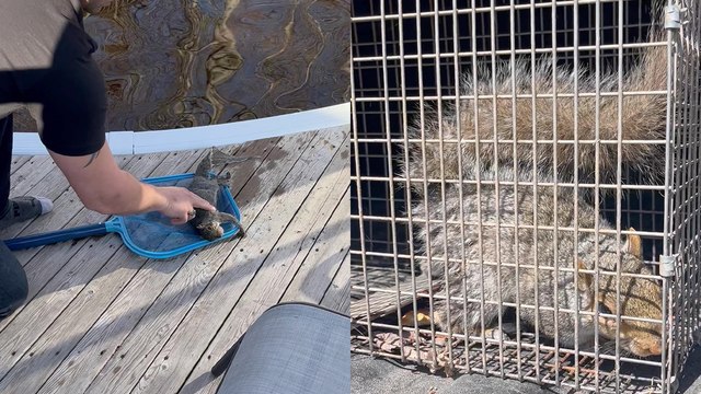 'Curious kids watch their dad rescuing and then performing CPR on a squirrel'