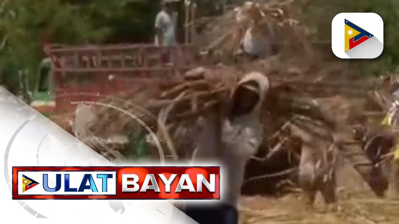Sugar farmers, ikinatuwa ang pagbasura ni Pres. Marcos Jr. sa planong pag-angkat ng tone-toneladang asukal