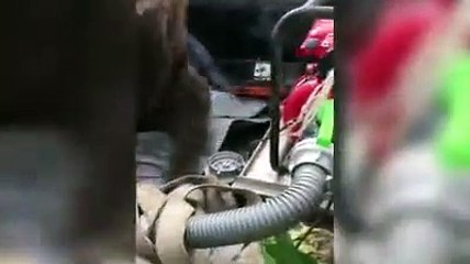 Fazla bal yiyen ayı kendinden geçti