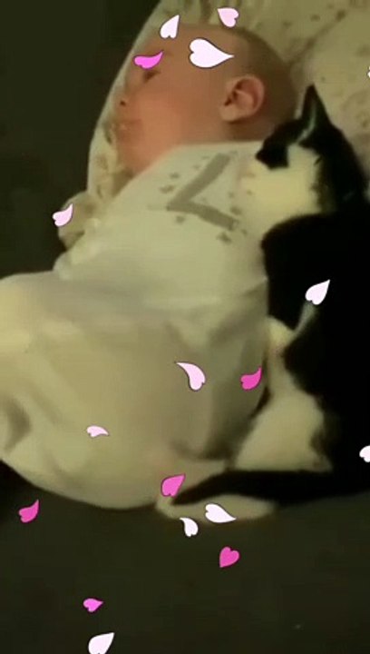 Cutest Kitten Funny Moments