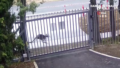 Rusya Büyükelçiliği ''Kanguru tarafından izinsiz bir giriş teşebbüsü kaydedildi'' diyerek paylaştı