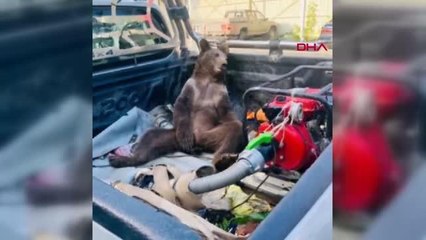 Tarım ve Orman Bakanlığı'ndan açıklama geldi balın dozunu kaçırıp bayılan yavru ayının durumu iyi