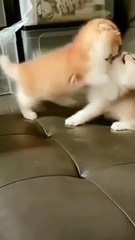 Cutest Kittens Playing Moments 