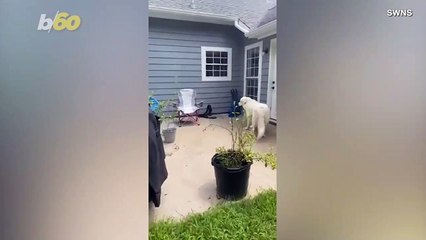 Hilarious Moment Exasperated Owner Has to Convince Her Dog to Stop Kidnapping Turtles