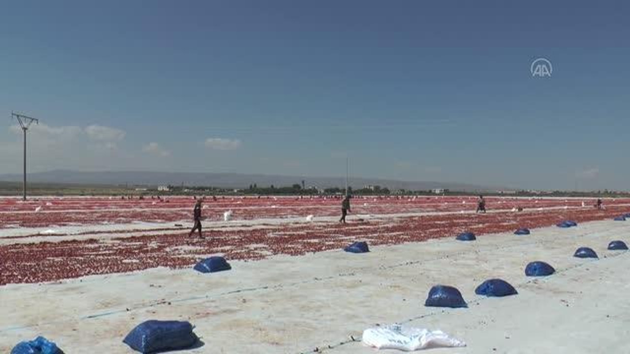 Diyarbakır haber! DİYARBAKIR - Vali Su, domates hasadı yaptı, tarlada çalışan işçilerle görüştü