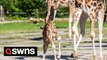 Baby giraffe born at Chester Zoo is already towering above staff at 6ft tall