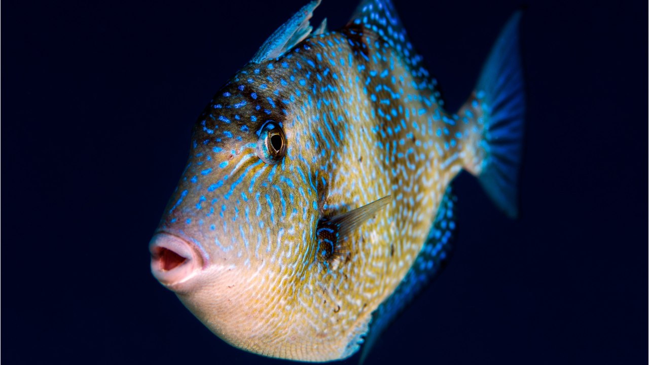 Le baliste, un étrange poisson muni de dents