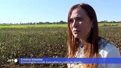 Agricultores brasileiros apostam em algodão ecologicamente correto