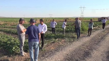 Yüzde 75 fide desteği çiftçilerin üretimine yansıdı