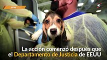 EEUU: 4.000 beagles son rescatados de un criadero