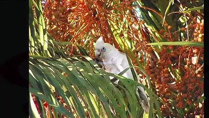 Canto de la Cacatúa Cavadora
