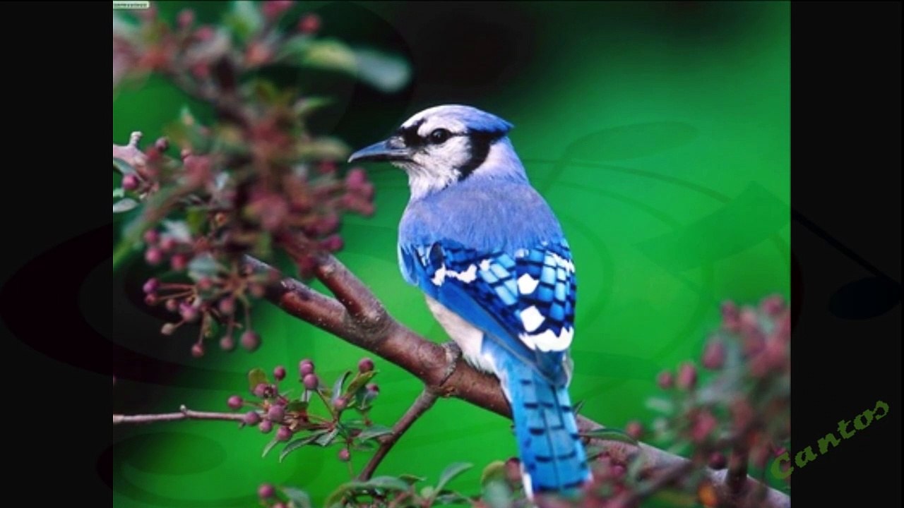 Canto de la Chara Azul