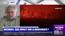 Incendies: quelles sont les conséquences sur la biodiversité?