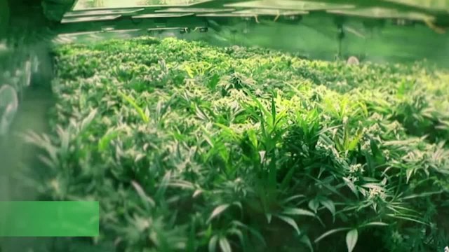 Cannabis terapeutica, l'odissea dei pazienti tra carenza e burocrazia