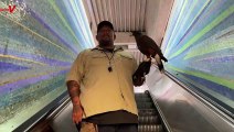 San Francisco Bay Area Metro Authorities Bring in Bigger Bird to Tackle Pigeon Problem