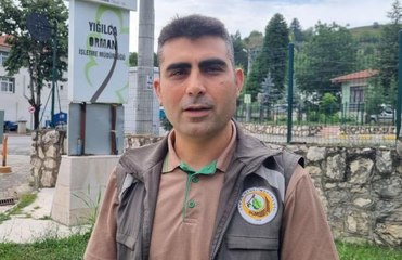 Balın dozunu kaçırdığı için bitkin düşen ayıyı bulan ormancı o anları anlattı