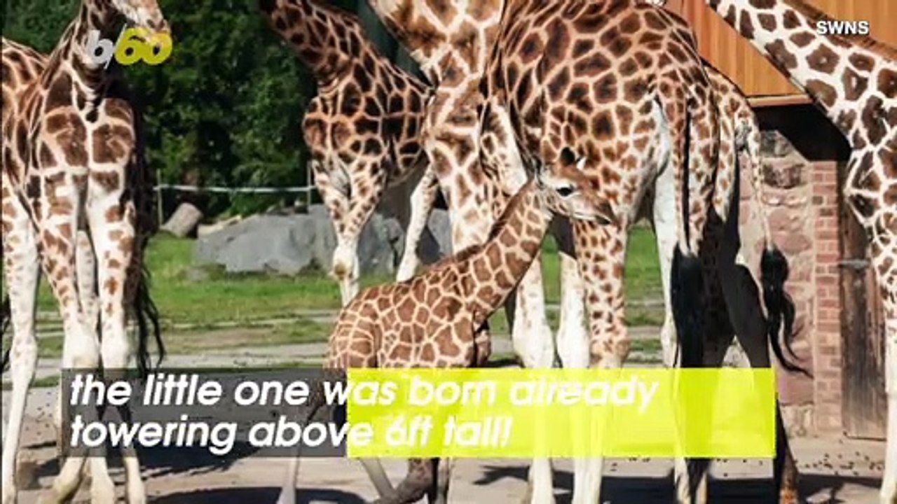 Endangered Giraffe Makes Dramatic Entrance to the World Falling Over 6ft to the Ground