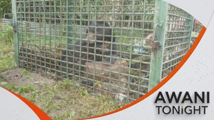 Wildlife trade and future pandemics