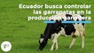 Ecuador busca controlar las garrapatas en la producción ganadera | 473 | 15 al 21 de agosto 2022