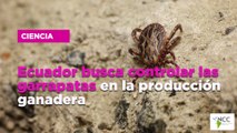 Ecuador busca controlar las garrapatas en la producción ganadera