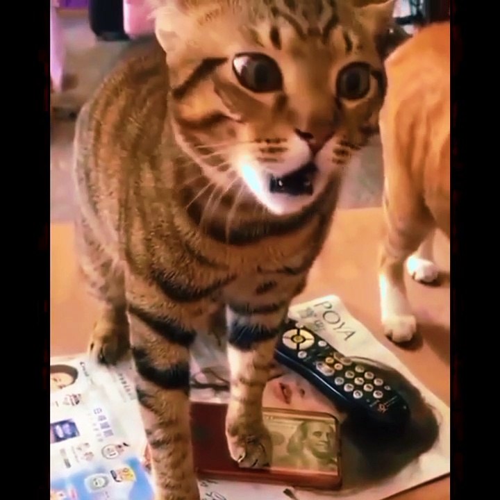 Cat fun time video
