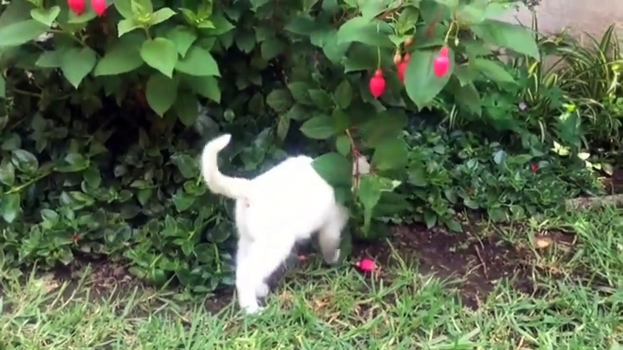 Best Funny Cat __ Cat OMG __ Baby Cats __ Zoo Animals