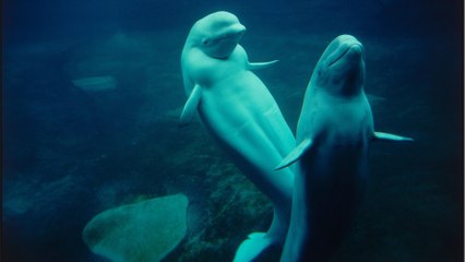 Le béluga, surnommé le "canari des mers"