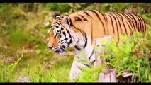 Why Lion never mess with Tiger_ tiger wildlife documentary #hdvideo |tiger facts