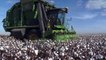 زراعة القطن المصنّف "مستداماً" تشهد ازدهاراً في البرازيل