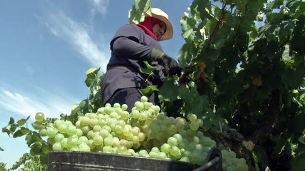 La DO Cava apuesta por la sostenibilidad y la innovación durante la vendimia