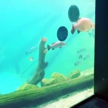 Ce dingue plonge dans un aquarium pour nager avec les poissons au zoo de Sydney