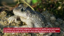 Un crapaud parcourt plus de 8 000 kilomètres caché dans le bagage d’une étudiante !