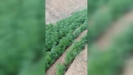 1 milyon 45 bin 720 kök Hint keneviri ele geçirildi