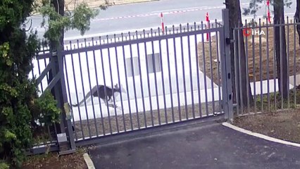 Rusya Büyükelçiliği: Bir kangurunun izinsiz giriş teşebbüsü kaydedildi