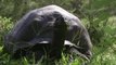 En las islas Galápagos adelantan proyecto de protección de importante especie de tortuga gigante