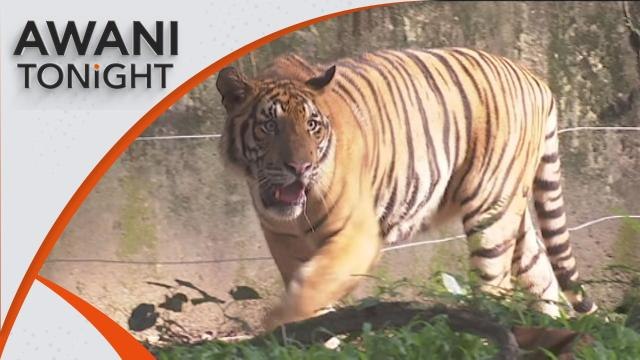 Govt fully committed to saving Malayan tigers - PM