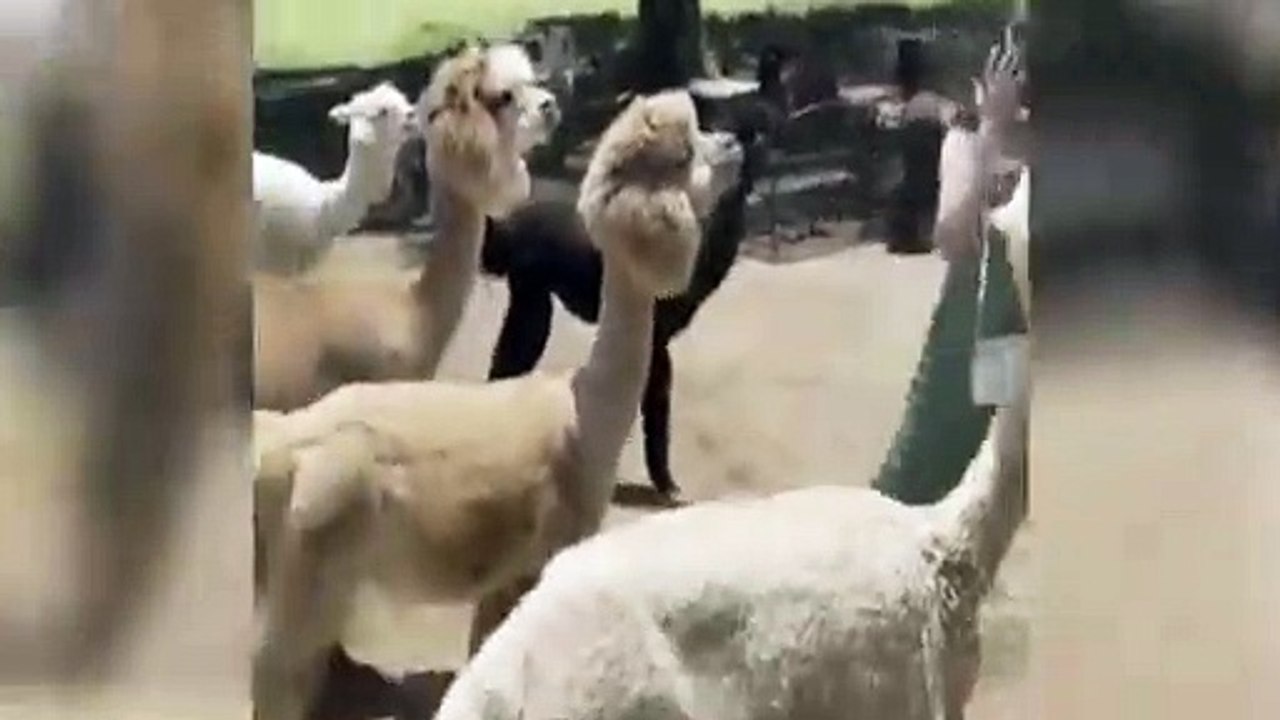 Animal fails compilation 2022 | Animal fails compilation try not to laugh #funnyvideos #3 #animals #cats #dogs #funnyanimals